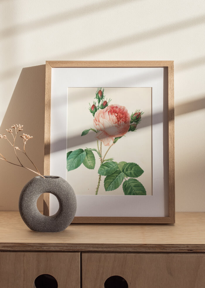 Rosa muscosa multiplex – 2